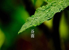 《谷雨》過(guò)了清明，就是谷雨。村莊里，田野里，村路上，草木間，人家的院落里，人們的臉上，到處都是春天的閑意思了。[詳細(xì)]