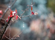 《小寒》正是小寒天氣，三九了。一九二九不出手，三九四九冰上走。今年一場(chǎng)雪還沒(méi)下，大地卻都上凍了。[詳細(xì)]